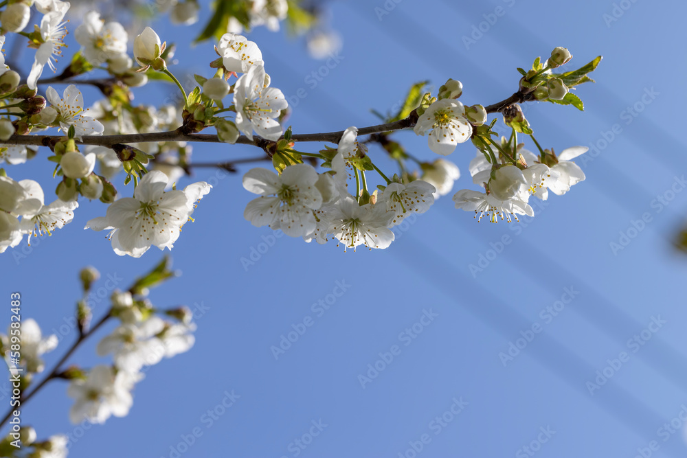 Trees blooming in the orchard in the spring season Trees blooming in the orchard in the spring season