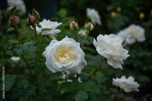 White garden roses