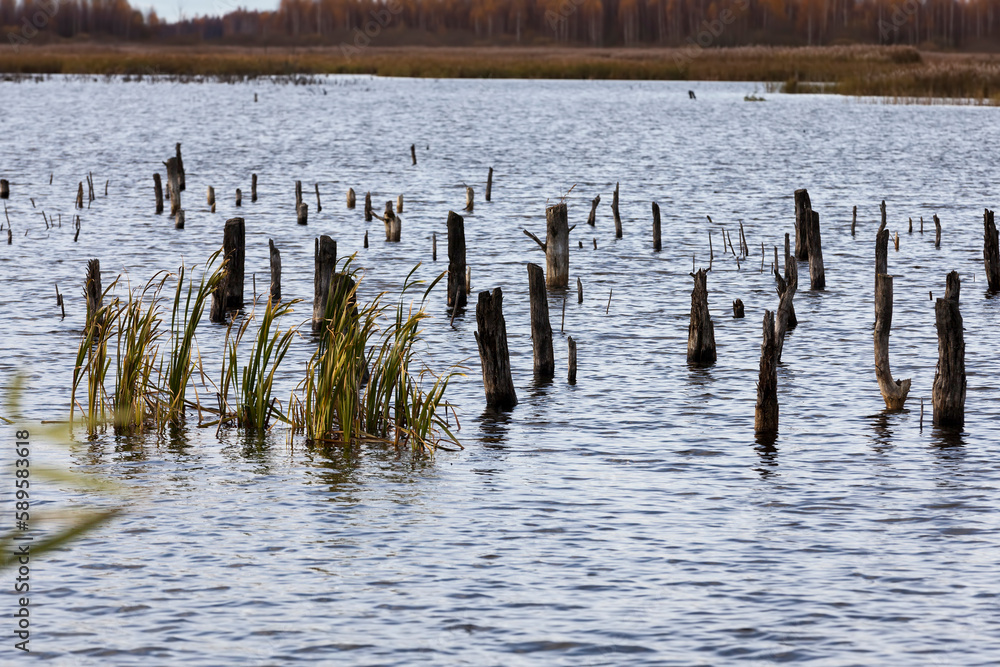 A swampy area in the autumn season A swampy area in the autumn season