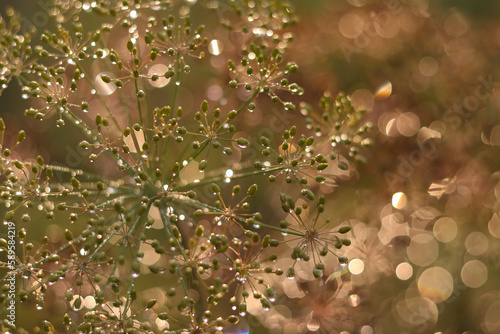 Shiny twig. Wallpaper Luxury nature pattern design Golden flowers of Dill. Arts design for fabric print cover banner and invitation. Anethum. Beautiful yellow flowers of Dill with Dew Drops. Glitter
