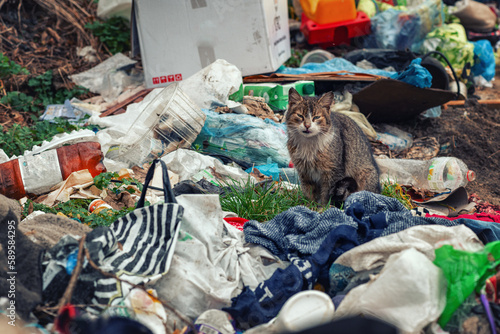 A red cat among the garbage is looking for food on a cloudy day. The concept of conservation and protection of the purity of the environment.