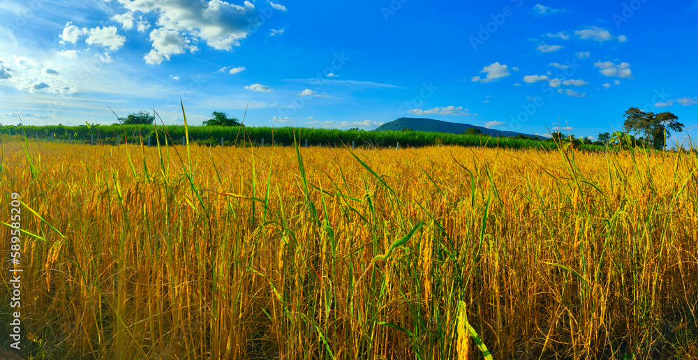 golden rice fields behind mountains in bright blue sky.