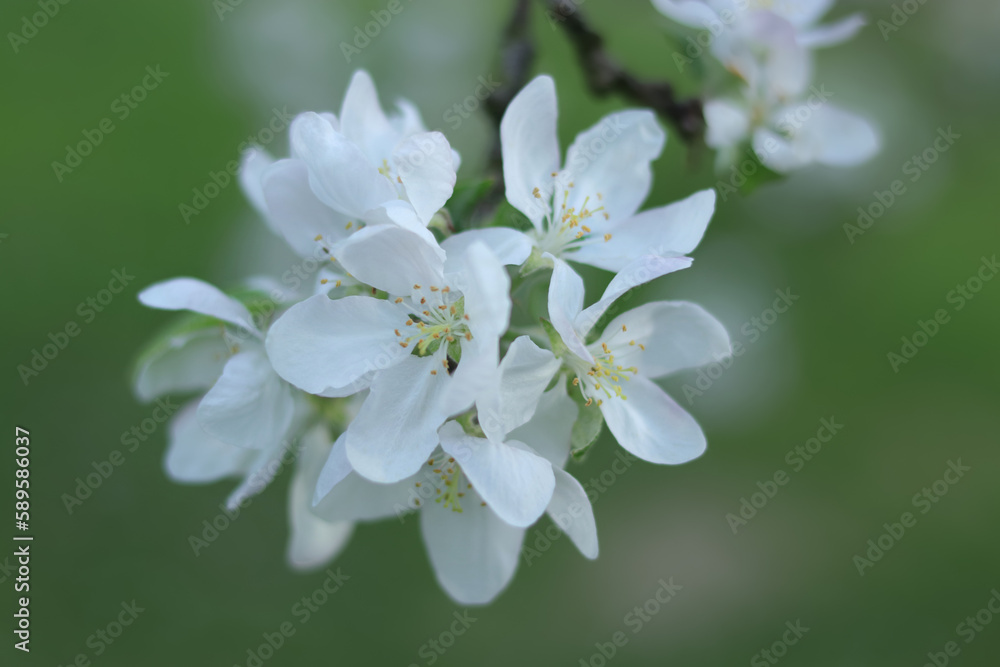 Branches white flowers green Leaves .
Beautiful trees blossom. Spring orchard. Spring sunny day. Fruit tree flowers. Apple blooms. Close up of white apple blossoms flowers on green nature background Branches white flowers green Leaves .
Beautiful trees blossom. Spring orchard. Spring sunny day. Fruit tree flowers. Apple blooms. Close up of white apple blossoms flowers on green nature background