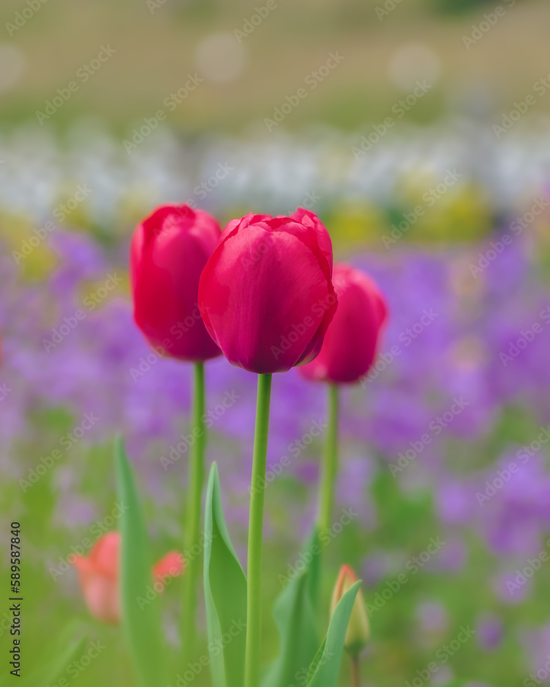 春の花壇に咲くチューリップの花