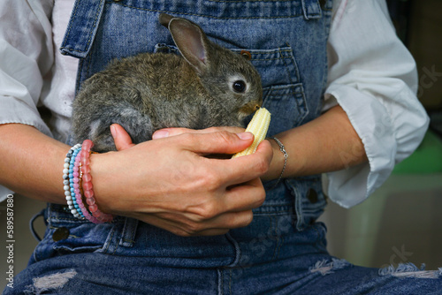 female rabbit keeper holding a cute baby rabbit and feeding with baby corn, selective focus at a rabbit, concept raising rabbits, rabbits farm photo