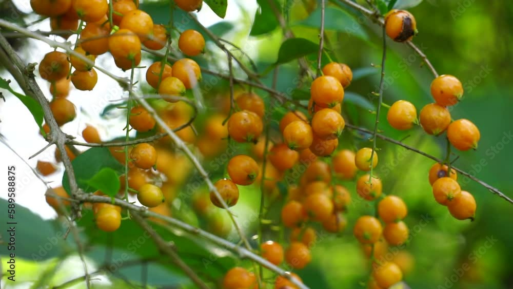 Gold mound. Also called Sinyo nakal, Duranta erecta, teh-tehan, alba, aurea, geisha girl, sapphire showers and variegata Gold mound. Also called Sinyo nakal, Duranta erecta, teh-tehan, alba, aurea, geisha girl, sapphire showers and variegata