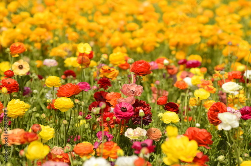 Asian ranunculus fields. Red, Orange, yellow, colorful