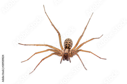 European giant house spider Eratigena (formerly Tegenaria) atrica, isolated on white background © Mushy