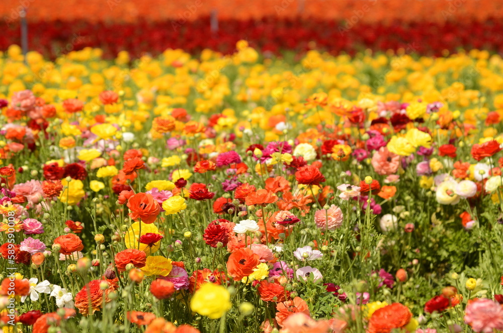 beautiful, beauty, bloom, blooming, blossom, bouquet, bouquet of ranunculus, buttercups, california, color, colorful, field, fields, flora, flower, fresh, garden, green, israel, nature, orange, persia
