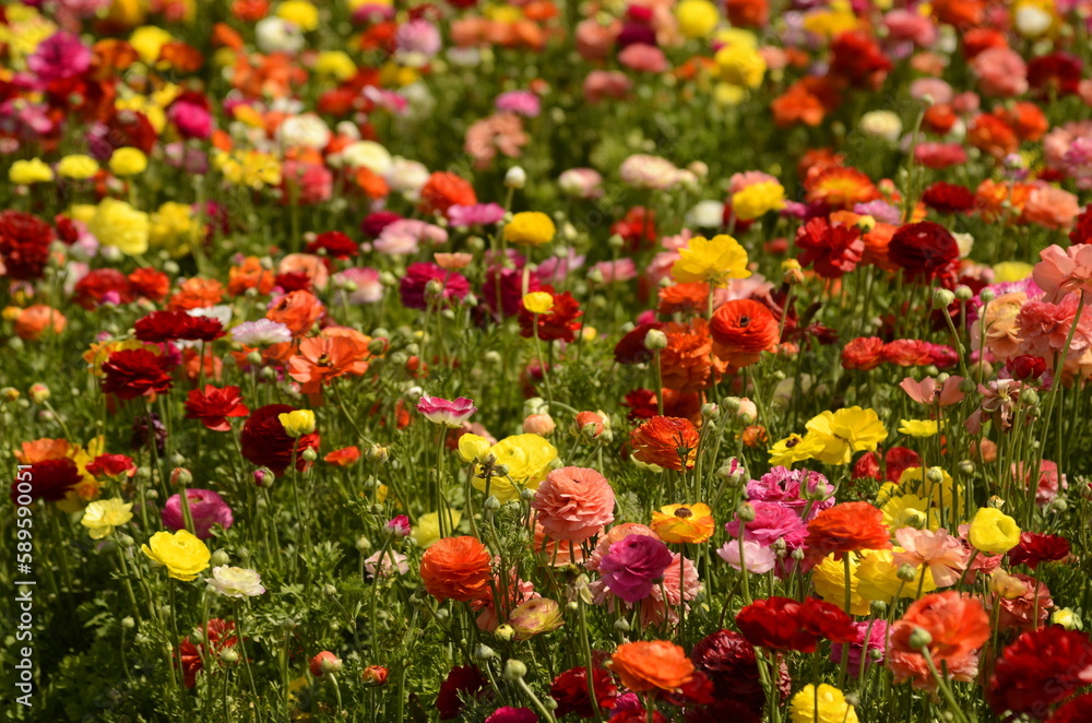 Ranunculus fields. Beautiful rows of flowers. Asian ranunculus farm. Multi-colored Beautiful, background, motley picture. 