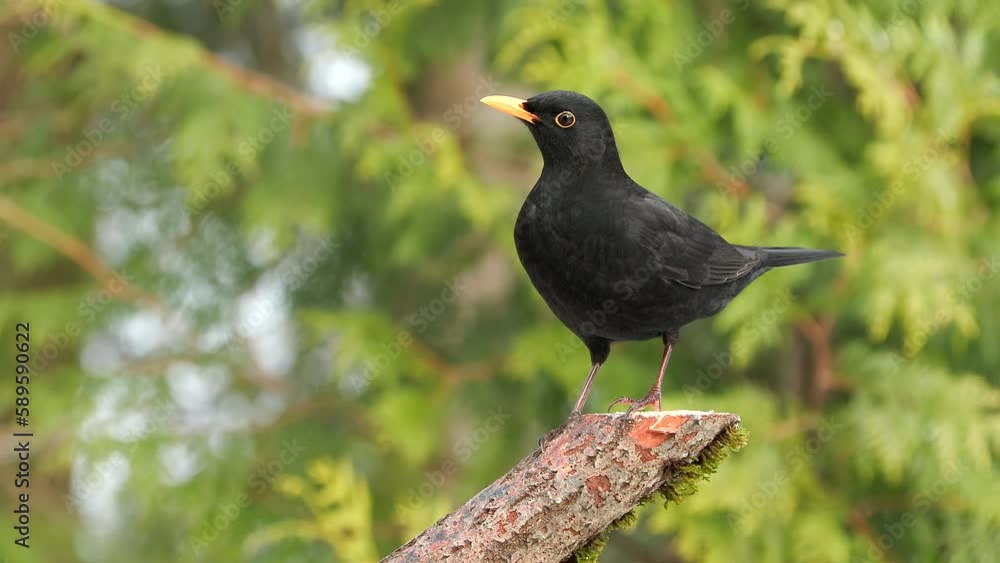 blackbird male animal fly in landing on branch alert jump away Turdus merula natural world norway blackbird male animal fly in landing on branch alert jump away Turdus merula natural world norway