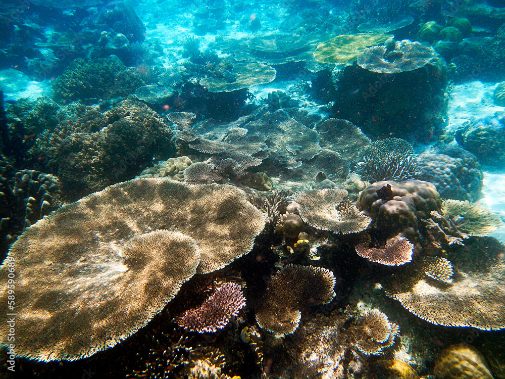 Coral landscape, Raja Ampat Archipelago, Western Indonesia Coral landscape, Raja Ampat Archipelago, Western Indonesia