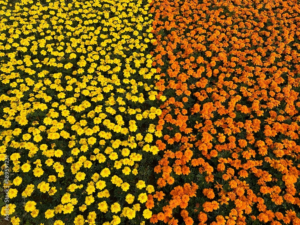 Yellow and orange Marigold flowers in half distribution Yellow and orange Marigold flowers in half distribution