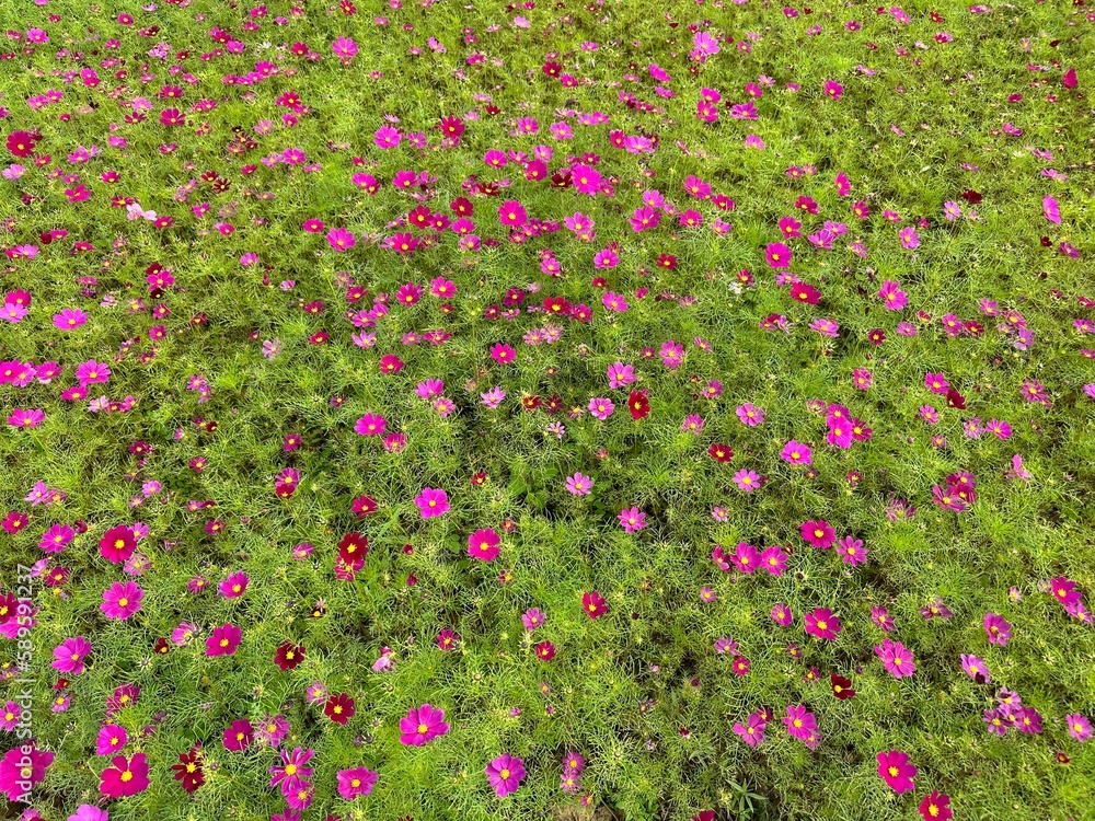 purple red cosmos sea of flowers