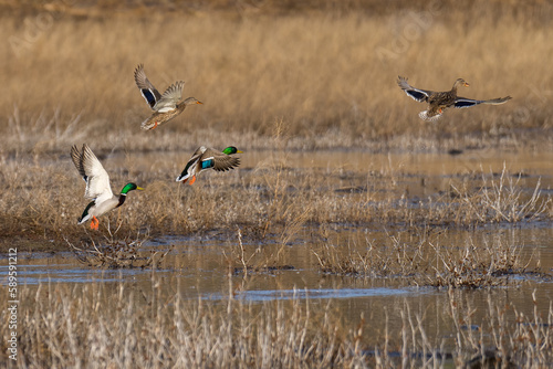 Mallard ducks flying in flight