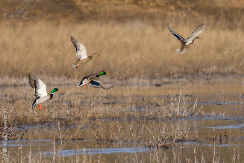 Mallard ducks flying in flight