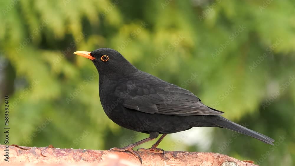 blackbird male animal perched on branch side view feed turn head watch Turdus merula natural world norway blackbird male animal perched on branch side view feed turn head watch Turdus merula natural world norway