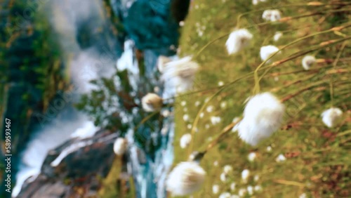 Kinsarvik, Hordaland, Norway. Norwegian Landscape With Mountains Cotton Grass Cottonsedge Eriophorum And Waterfall Nykkjesoyfossen On Background. Vertical Footage Video Hardangervidda Mountain Plateau photo