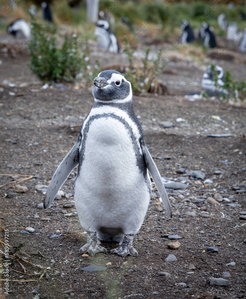 Naklejka premium Magellenic penguin i