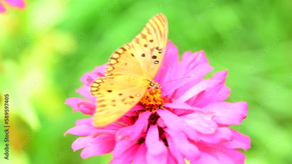 Vansa Carye butterfly on a purple flower in the garden Vansa Carye butterfly on a purple flower in the garden
