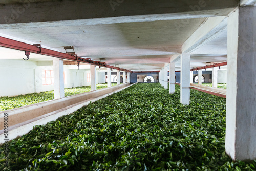 Fermentation of green tea leaves in a factory in Mauritius, Bois Cheri.  Tea production. Special room for drying tea tree leaves. Tropical agriculture. photo