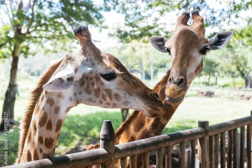 Close-up of two giraffes in front of green trees. Feeding giraffes in tropical safari park during summer vacation in Mauritius. 