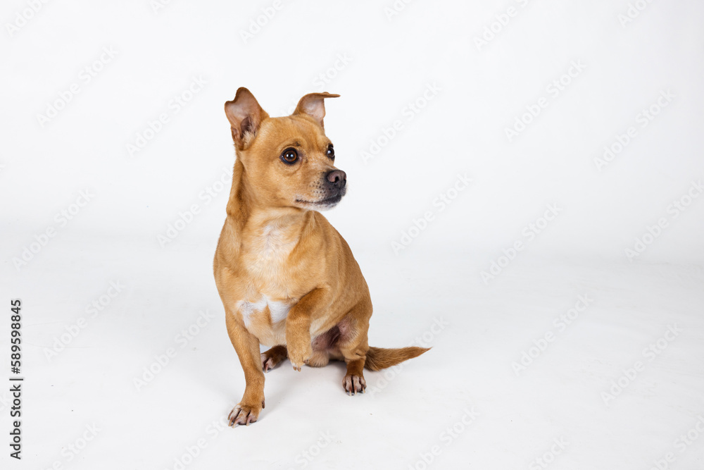 A mixed breed small chihuahua small dog on a white backhround with copy space A mixed breed small chihuahua small dog on a white backhround with copy space