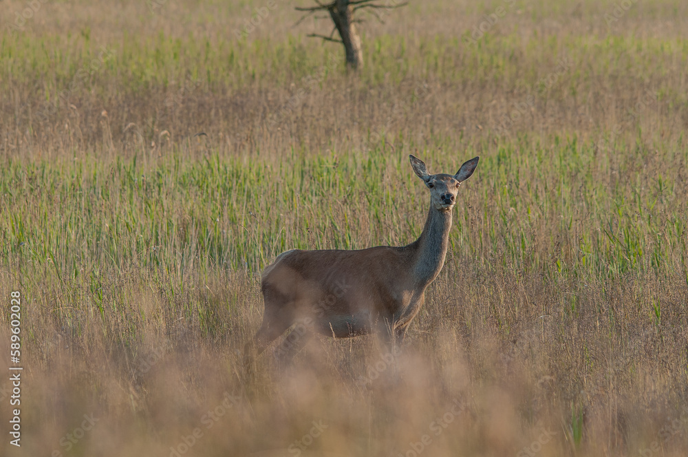 Fototapeta premium Rotwild 