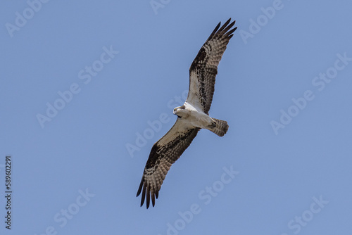 Osprey flying in flight