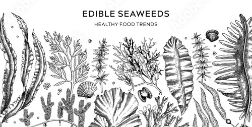 Edible seaweed banner design in sketch style. Healthy food ingredients background. Hand drawn sea vegetables - kelp, wakame, kombu, hijiki vector illustration. Japanese cuisine restaurant menu