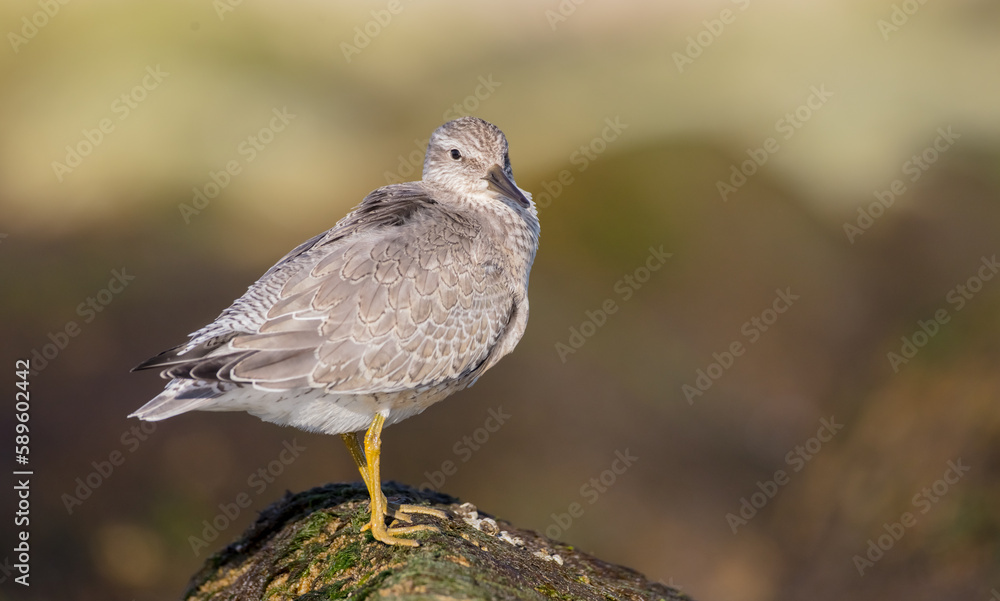 Red Knot - on the autumn migration way at a seashore