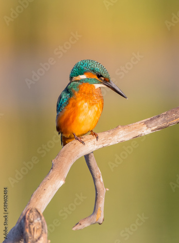 Common Kingfisher - at a wetland in summer 