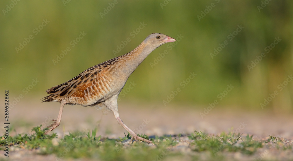 Corn crake - male bird at a meadow in the beginning of the summer Corn crake - male bird at a meadow in the beginning of the summer