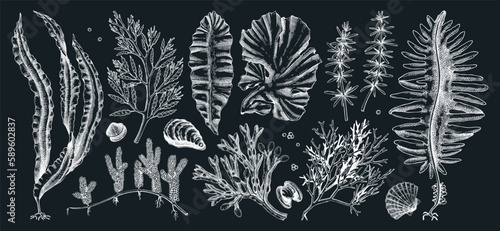 Edible seaweed collection on chalkboard. Hand-drawn sea vegetables - kelp, kombu, wakame, hijiki  drawings. Underwater algae sketches for Japanese cuisine menu or healthy food ingredients design