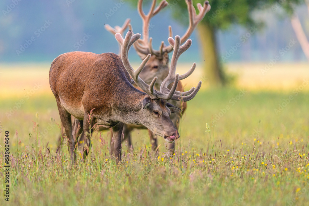 Fototapeta premium Kolbenhirsche