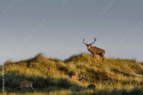 Rotwildbrunft an der Ostsee