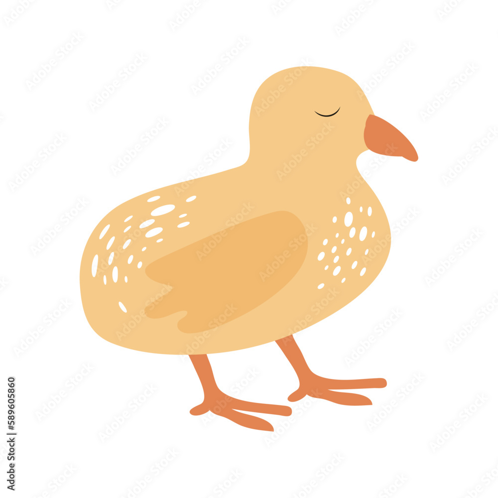 Cute chicken, spring concept Cute chicken, spring concept