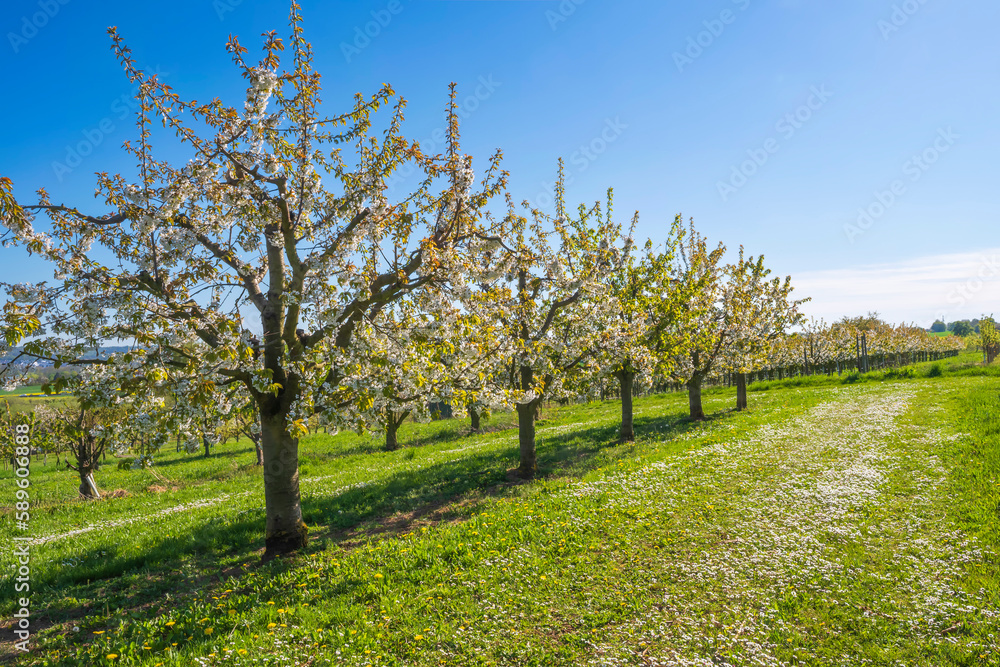 Blossoming cherry trees in Wiesbaden-Frauenstein/Germany in the Rheingau Blossoming cherry trees in Wiesbaden-Frauenstein/Germany in the Rheingau