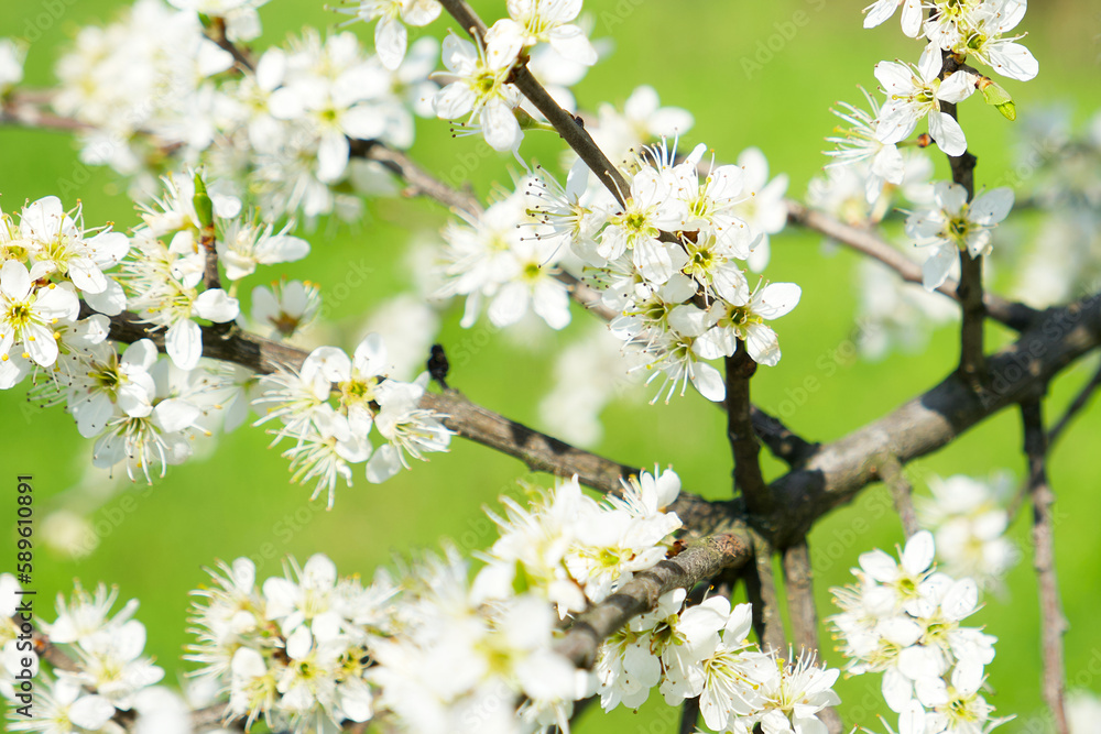blackthorn blossom branch with white flowers on the green background