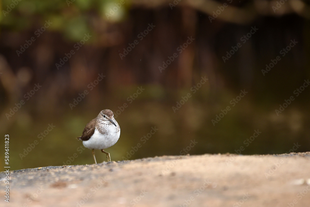 Fototapeta premium common sandpiper Standing around the lake surrounded by beautiful green trees 