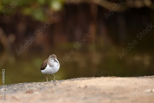 common sandpiper Standing around the lake surrounded by beautiful green trees 