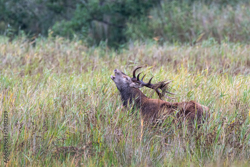 Der Platzhirsch