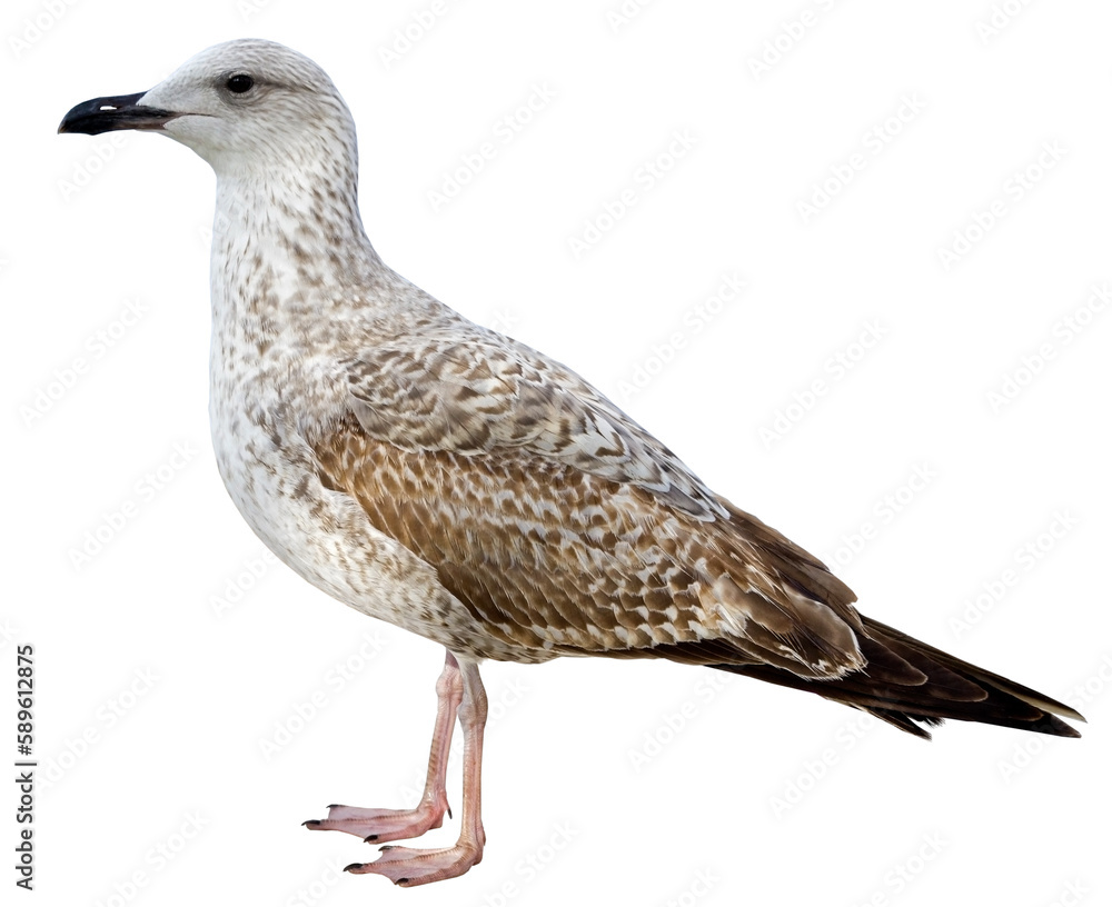 Obraz premium White and grey seagull