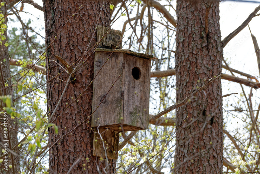 Owl box on a tree