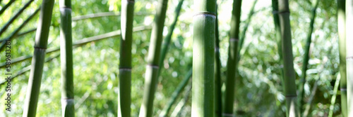 Natural green bamboo grove or forest background, giant woody grass
