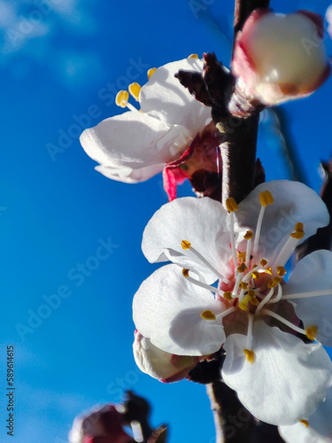 Floraison abricotier