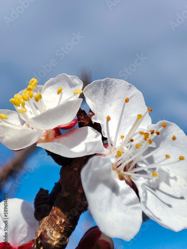 Fleurs abricotier 