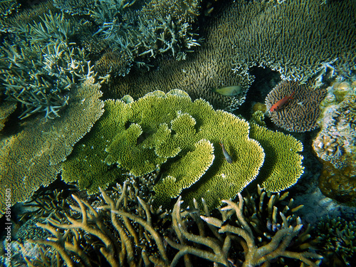 Coral landscape, Raja Ampat Archipelago, Western Indonesia photo