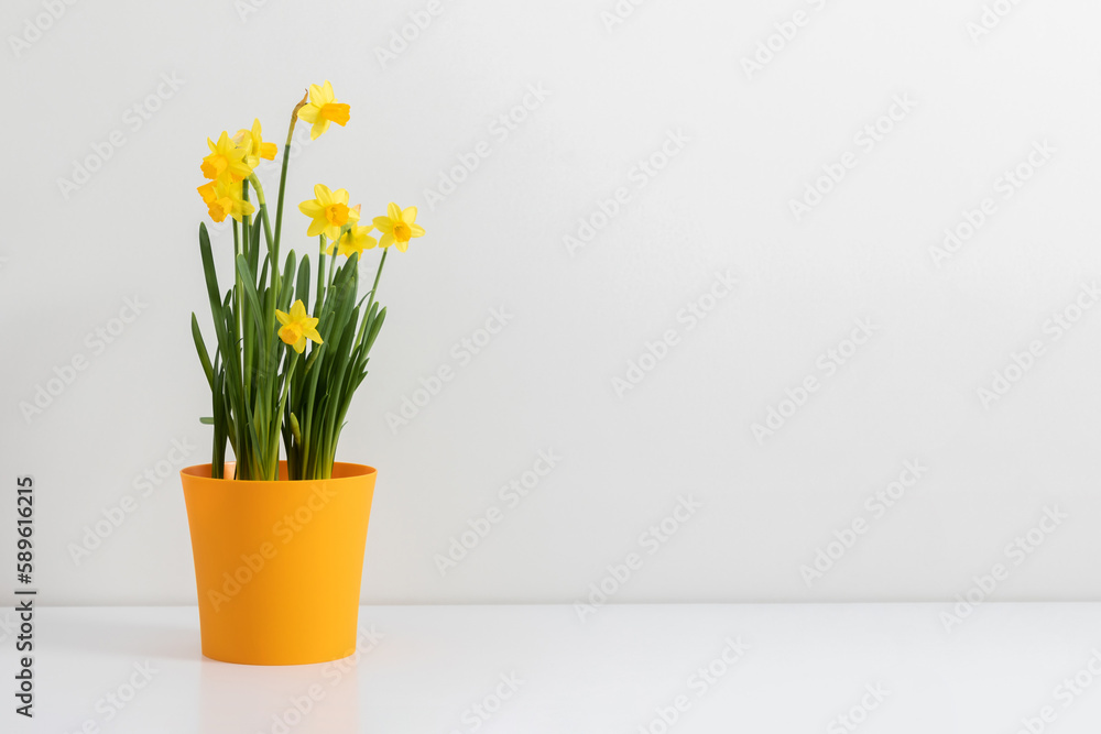 Yellow daffodil in pot isolated on white background. Spring flowers daffodils, Easter flowers. Concept banner with narcissus  with copy space.