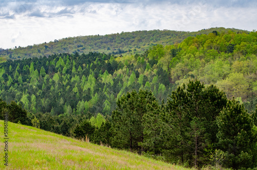 landscape with a mixture of trees near alabama highway 431 in Calhoun County, near Anniston, Alabama, USA